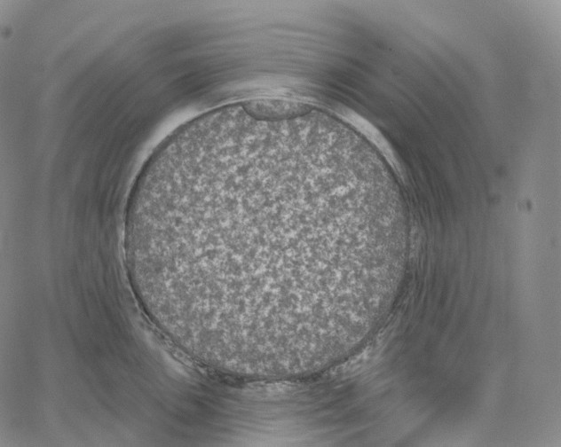 X0000062641051200601181740