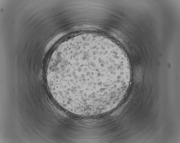 X0000062641066200601181739