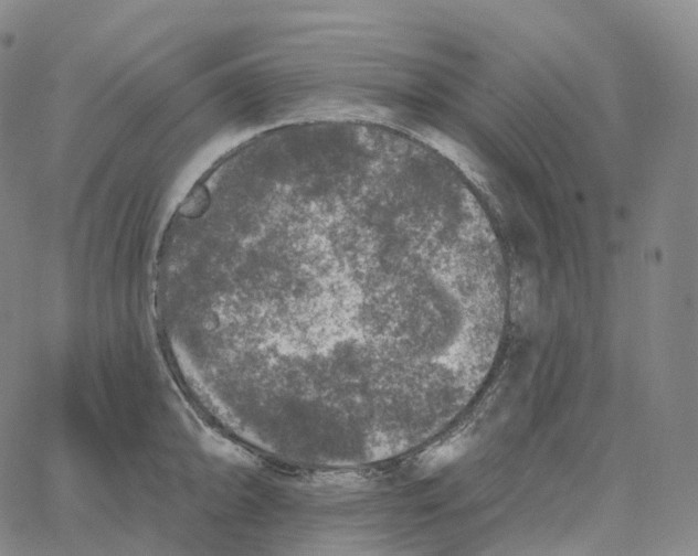 X0000062641094200601181738