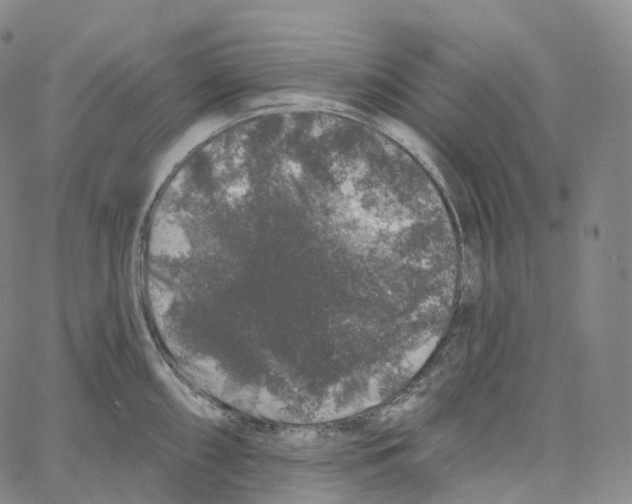 X0000062641098200601181738