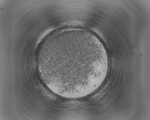 X0000062641115200601181738