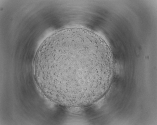 X0000062641150200601181738