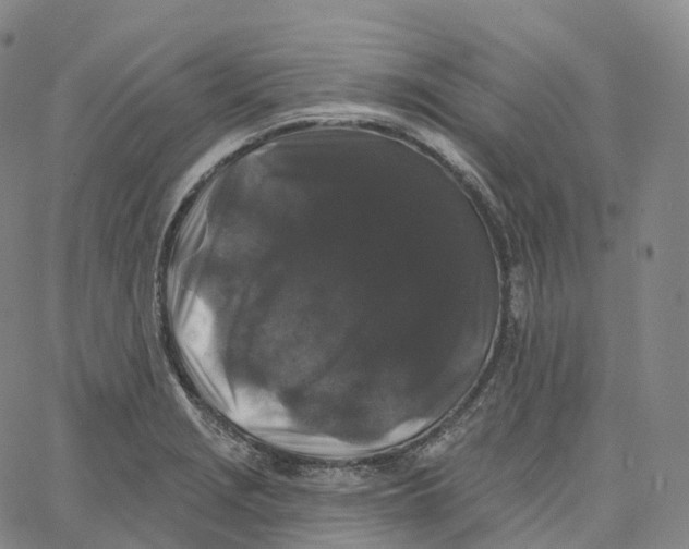 X0000062641229200601181736