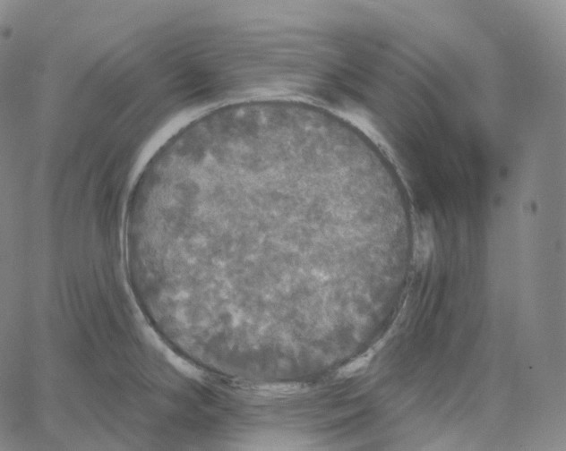 X0000062641294200601181735