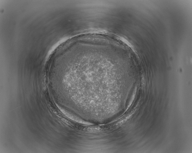 X0000062641310200601181735