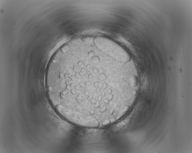 X0000062641322200601181735