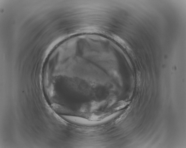 X0000062641334200601181735