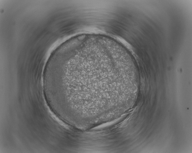 X0000062641335200601181735