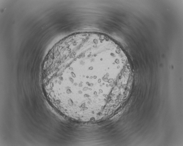 X0000062641374200601181734