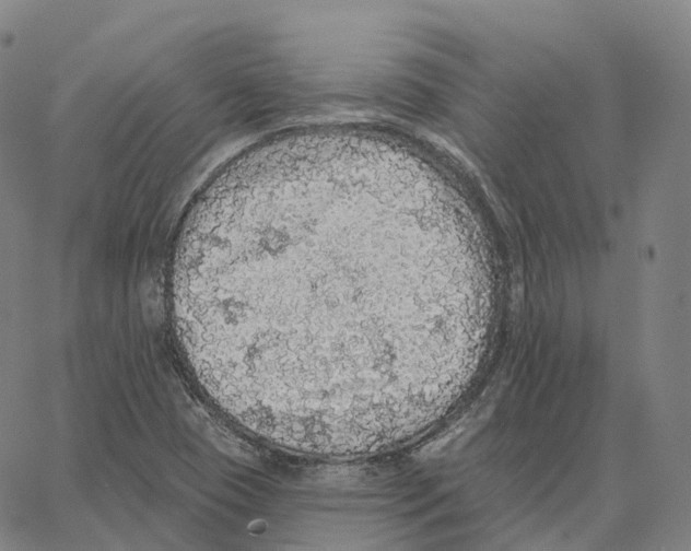 X0000062641409200601181733