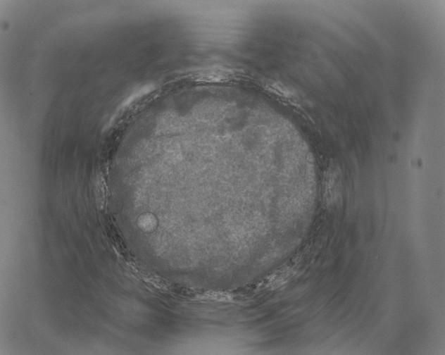 X0000062641446200601181733