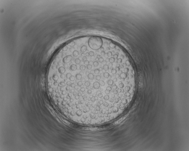 X0000062641499200601181731