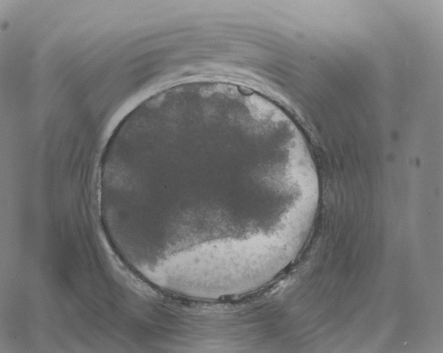 X0000062641522200601181732