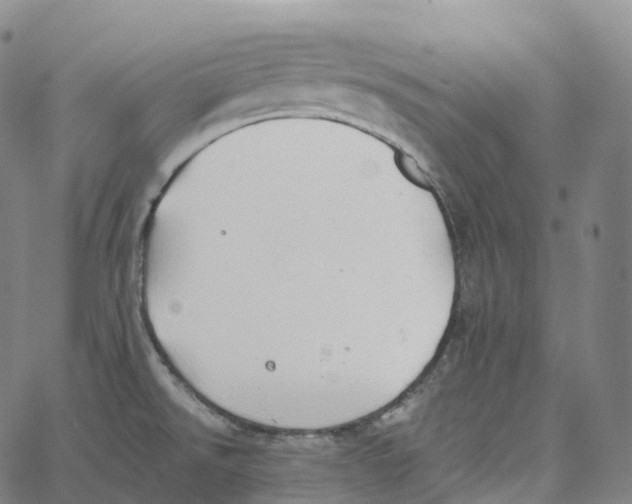 X0000062641526200601181732