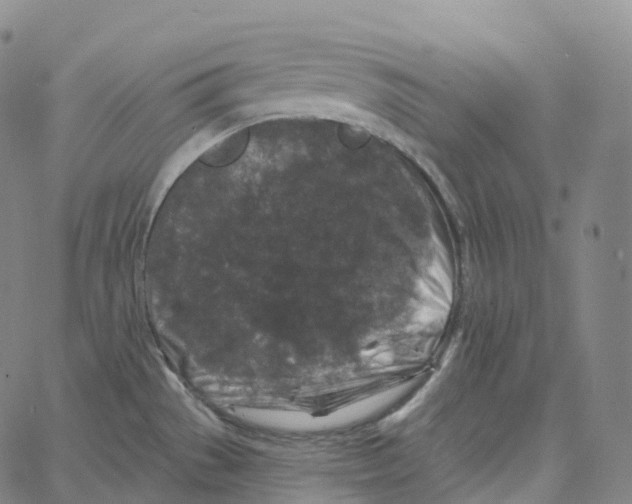 X0000062641529200601181732