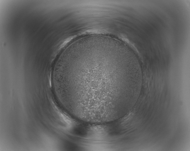 X0000062650062200512211242
