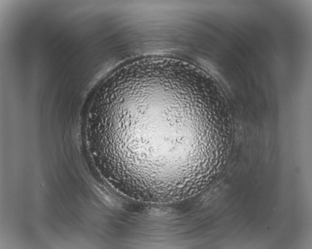 X0000062650346200512211237