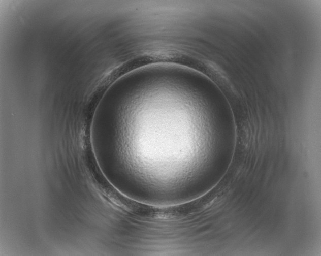 X0000062650596200512211233