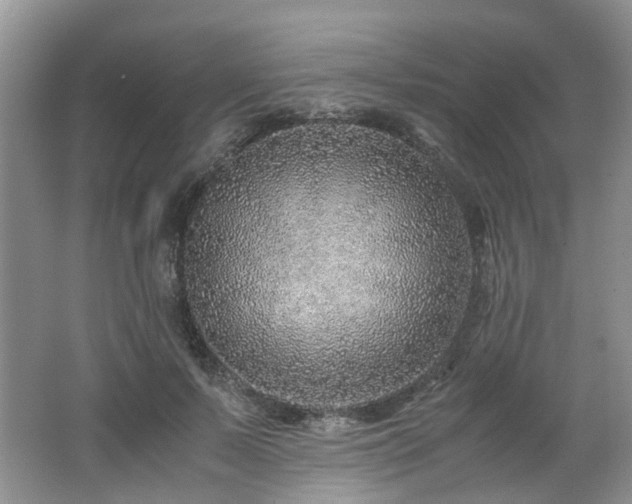 X0000062650695200512211231