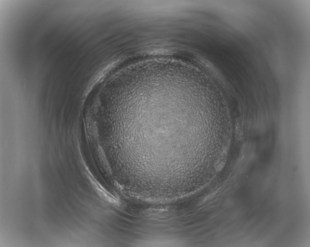X0000062650725200512211230