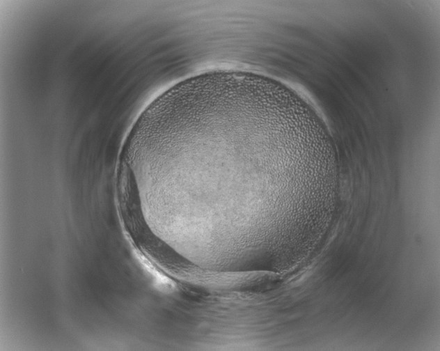 X0000062650903200512211228