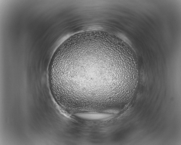 X0000062651047200512211226
