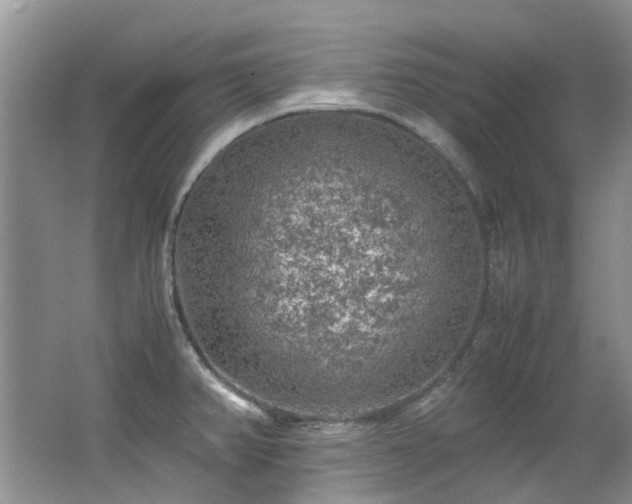 X0000062651382200512211219