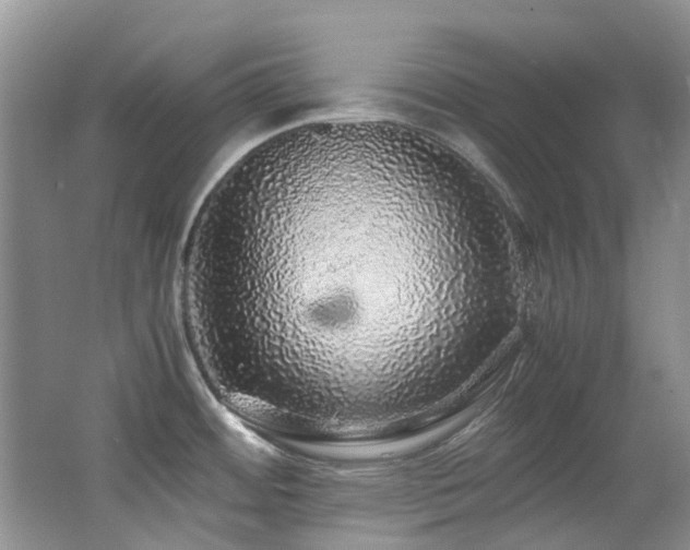 X0000062651484200512211218