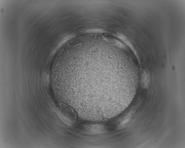 X0000062650063200512230906