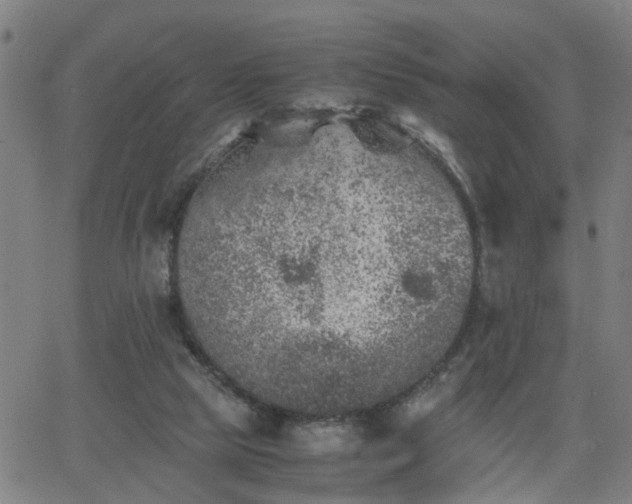 X0000062650065200512230906