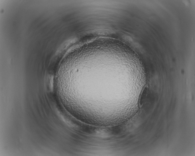 X0000062650070200512230906