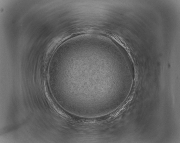 X0000062650097200512230906