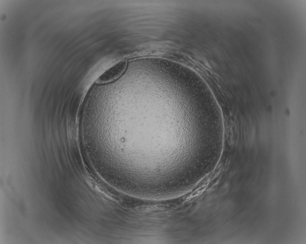 X0000062650100200512230906