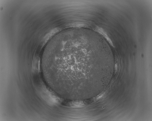 X0000062650110200512230906