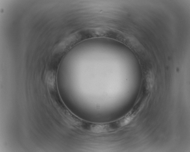 X0000062650129200512230905