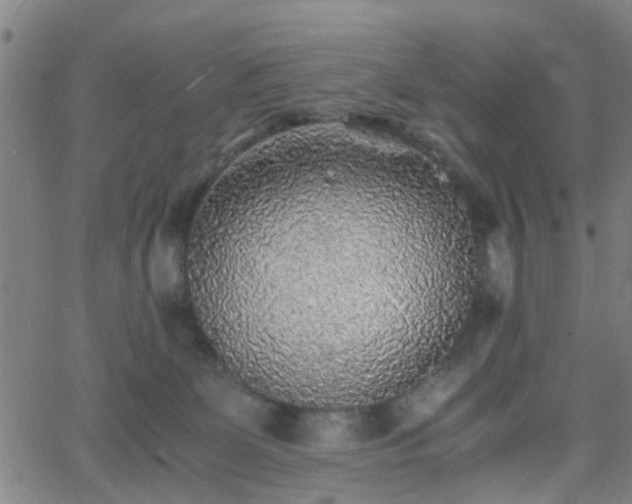 X0000062650131200512230905