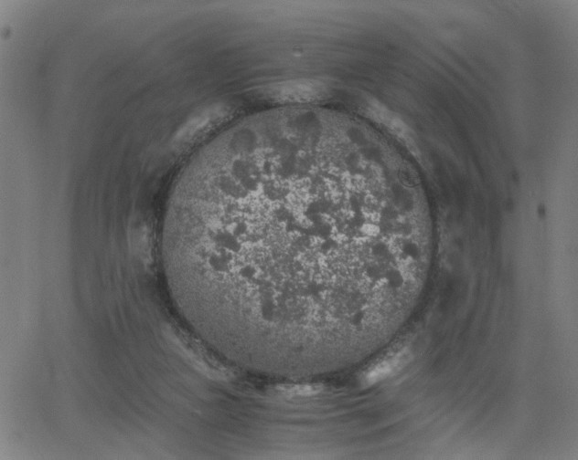 X0000062650161200512230905