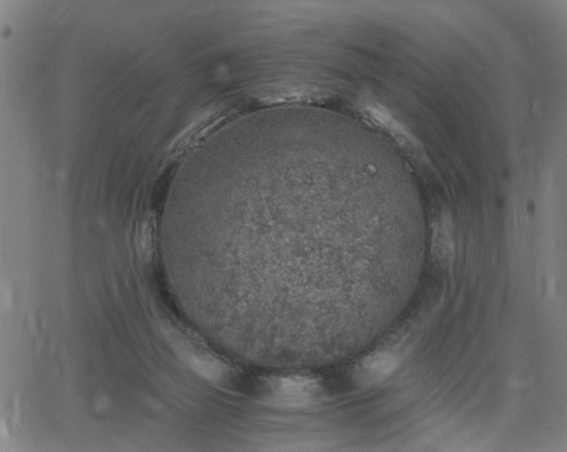 X0000062650165200512230905