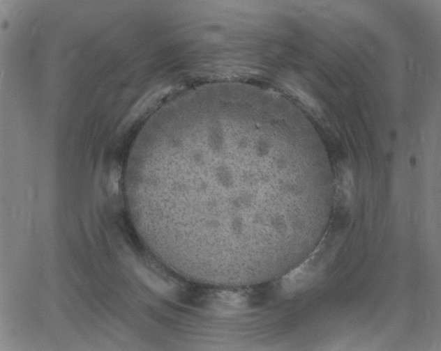 X0000062650166200512230905