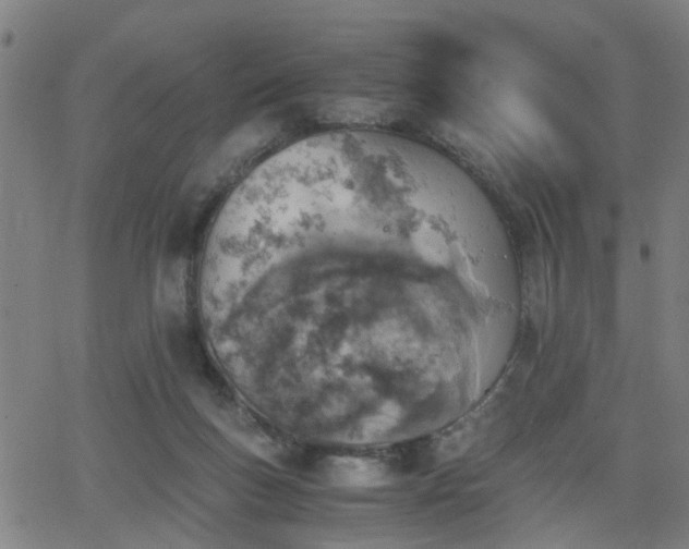 X0000062650167200512230905