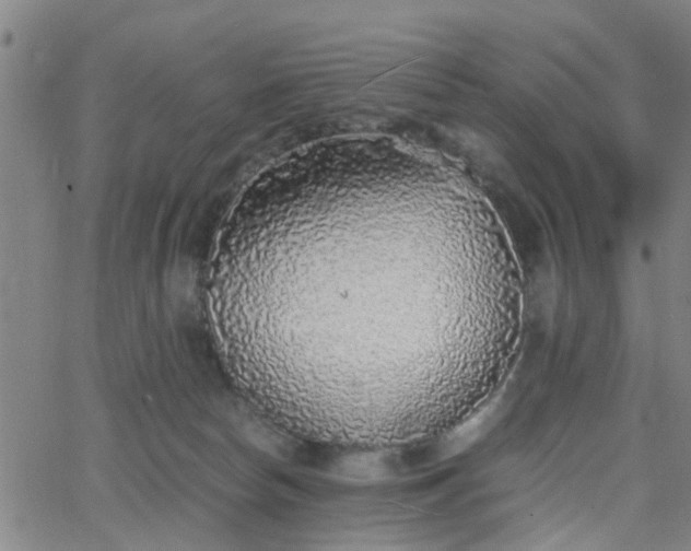 X0000062650178200512230905