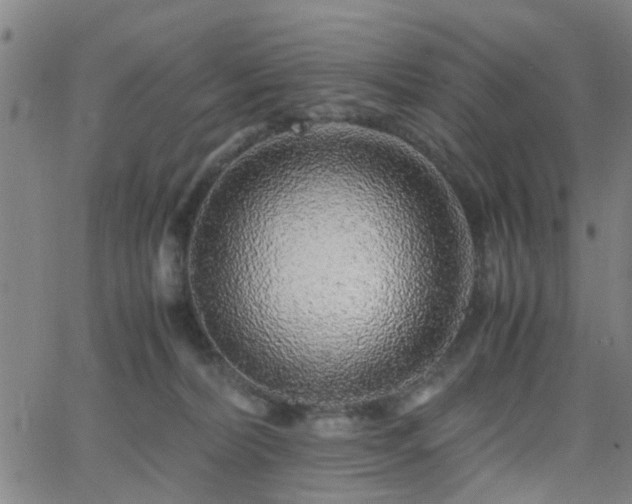 X0000062650228200512230904