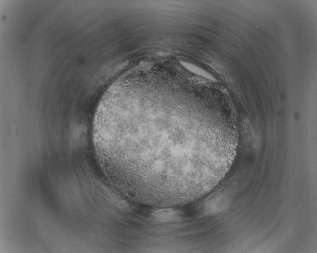 X0000062650269200512230903