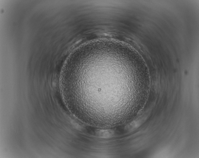 X0000062650277200512230903