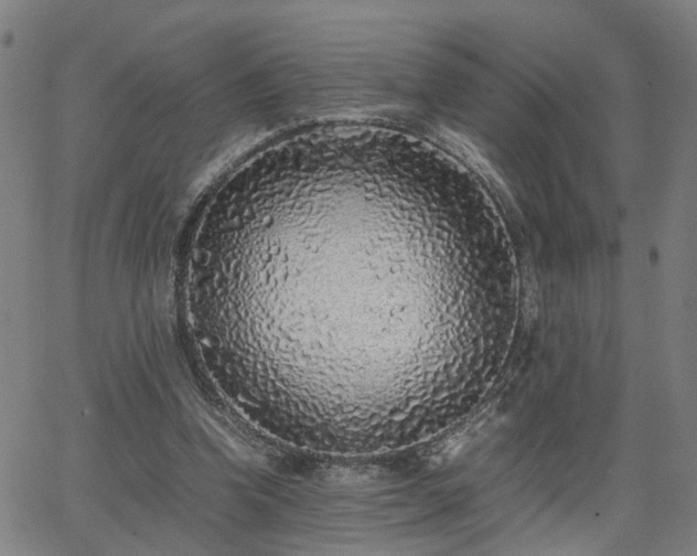 X0000062650346200512230901