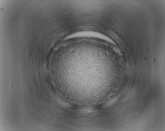 X0000062650377200512230902