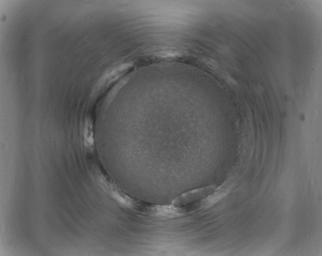 X0000062650528200512230859