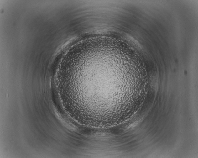 X0000062650542200512230858