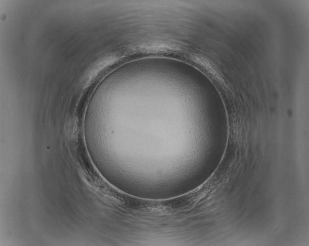 X0000062650583200512230858