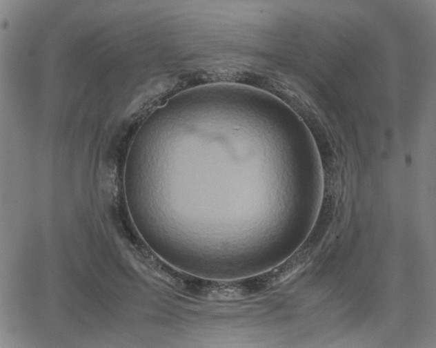 X0000062650599200512230858